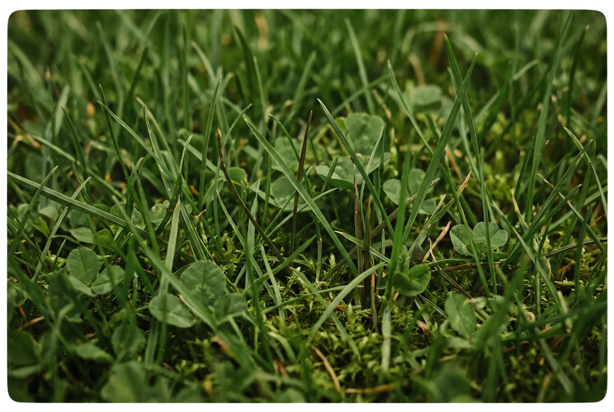Close-up of freshly trimmed turf and groundcover foliage, textured and green.